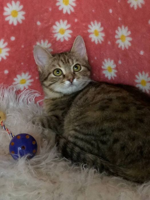 Кошечка 3 месяца бесплатно