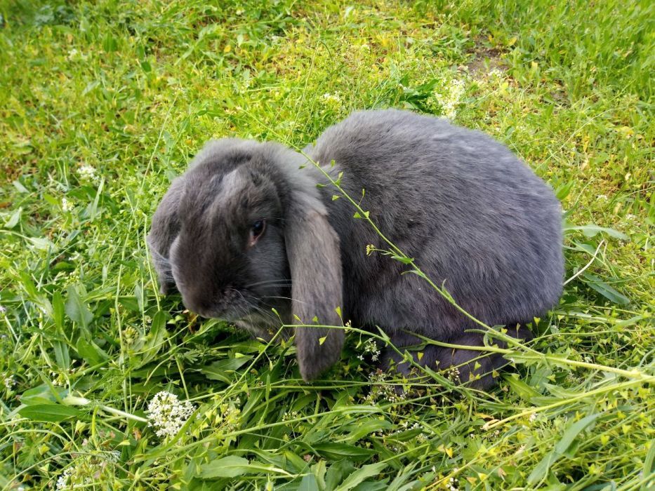 Продам кроликов разных пород