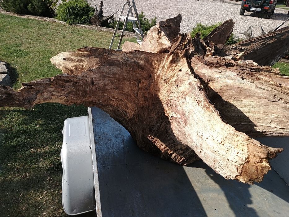 Sprzedam korzeń dębowy ozdobny