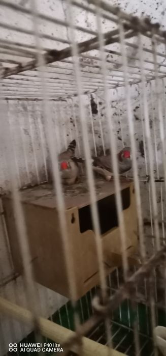 Vendo casais de mandarins