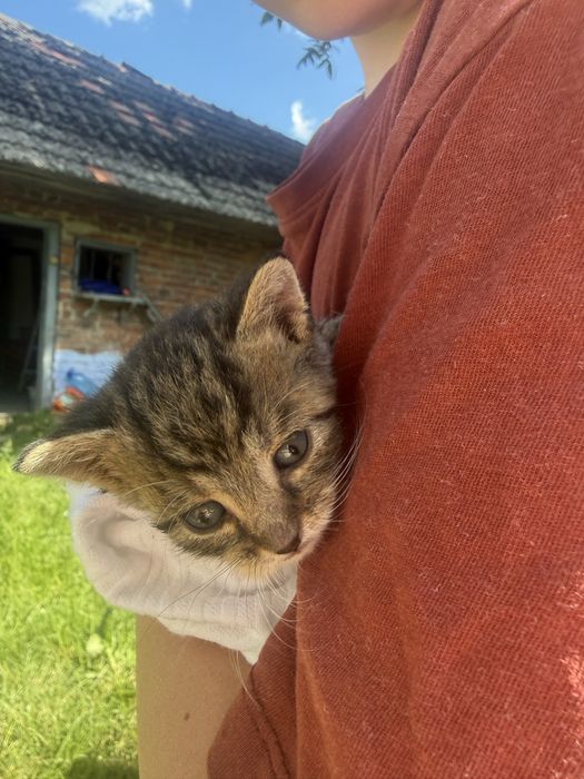 Кошенята безкоштовно. Читайте опис!