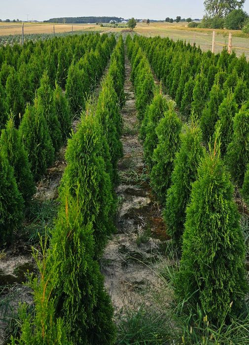 Tuja szmaragd. Nie Brabant
