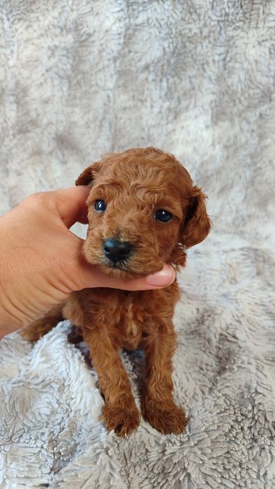 Pudel toy miniatura Red