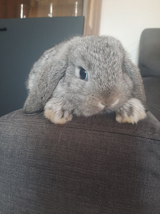 Króliki baranek miniaturka  mini lop , PROMOCJA z króliczej nory. 250 zł