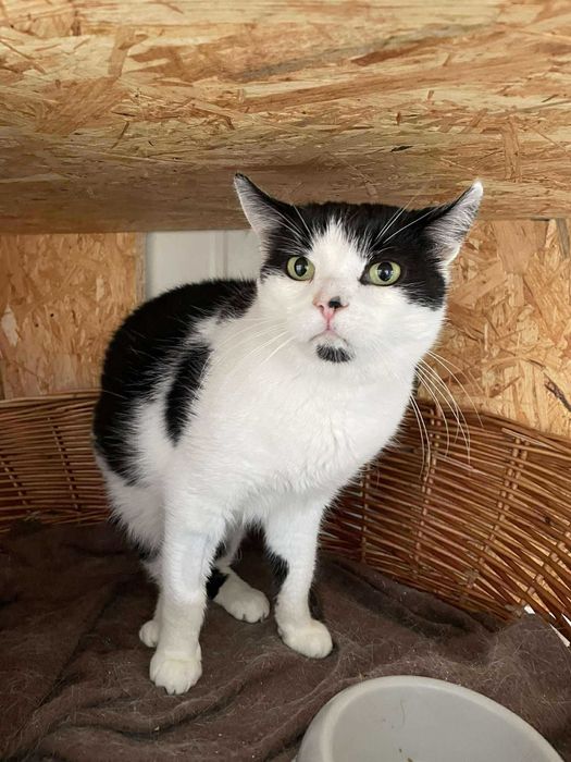 Mścisław Pierwszy-Kotek szuka domu *