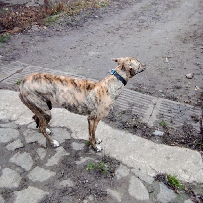 Терміново кобель грейхаунд