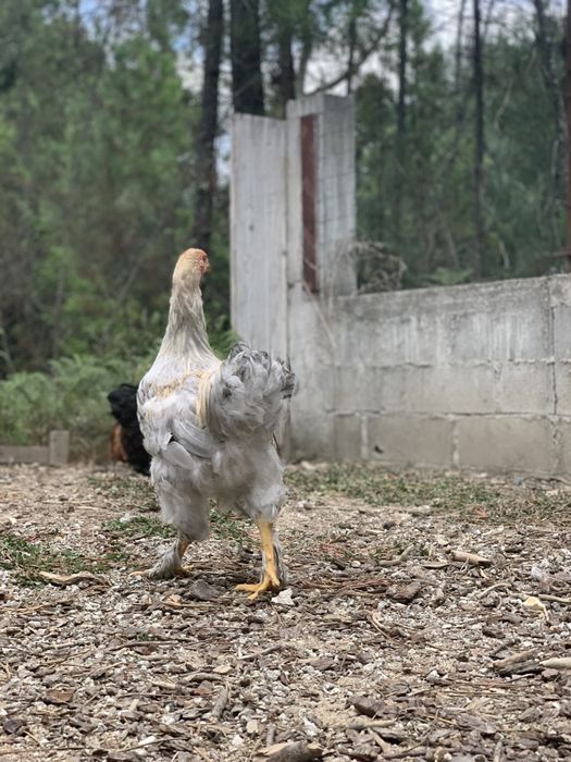 Ovos Brahma isabella