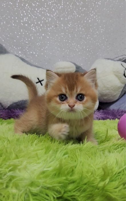 Красуня золота шиншила 2 місяці