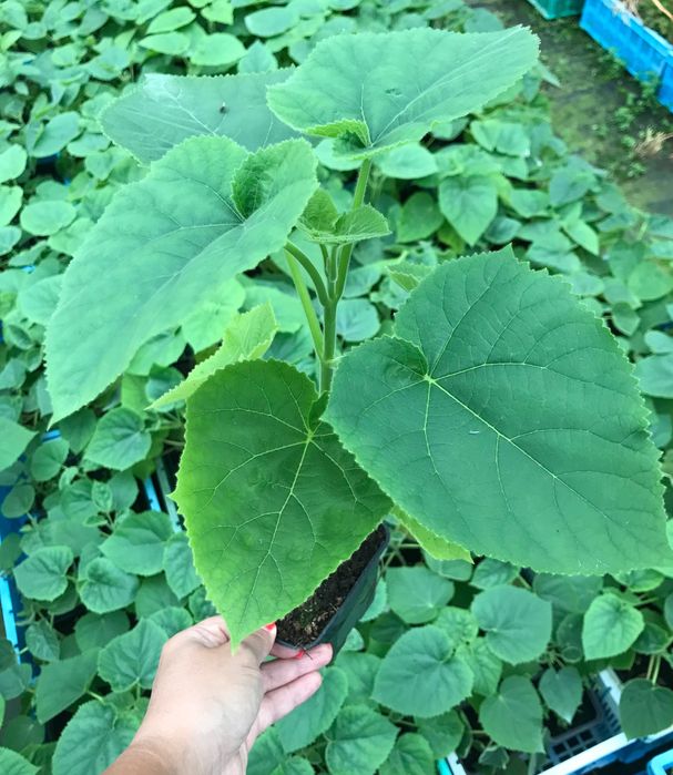 Drzewo tlenowe Paulownia . Oxy tree