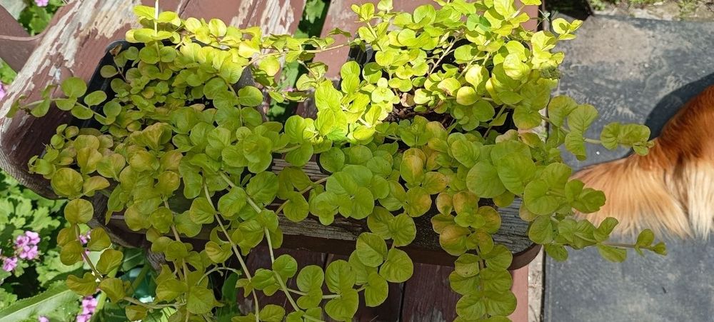 Будра и лизимахия  и другие растения
