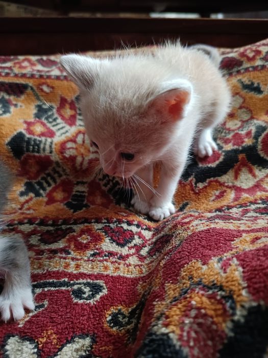Віддам котенят в добрі руки