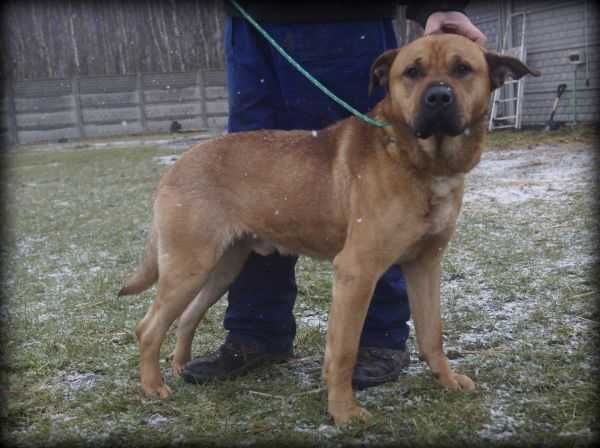 Garet - duży, kochany psiak do adopcji :)