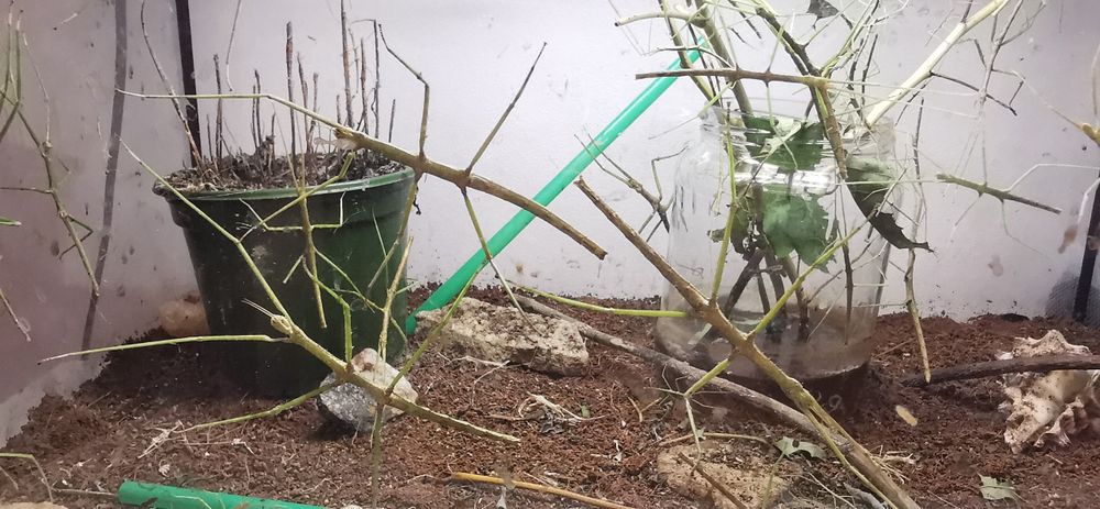 PILNE Patyczaki patyczak za darmo oddam