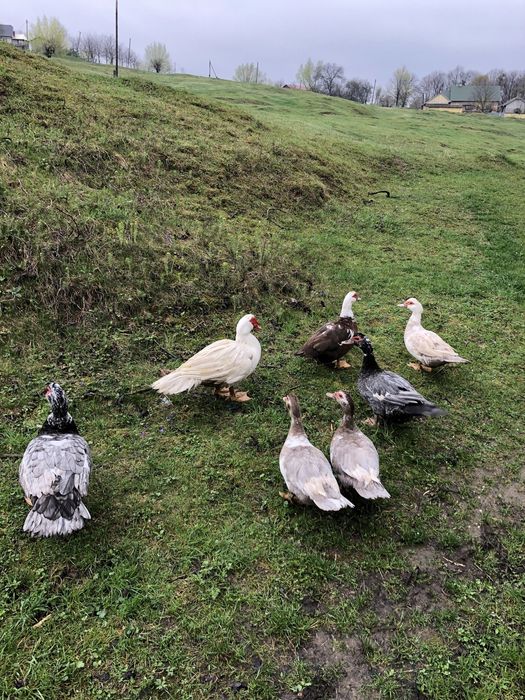 Мускусні качки (німі)