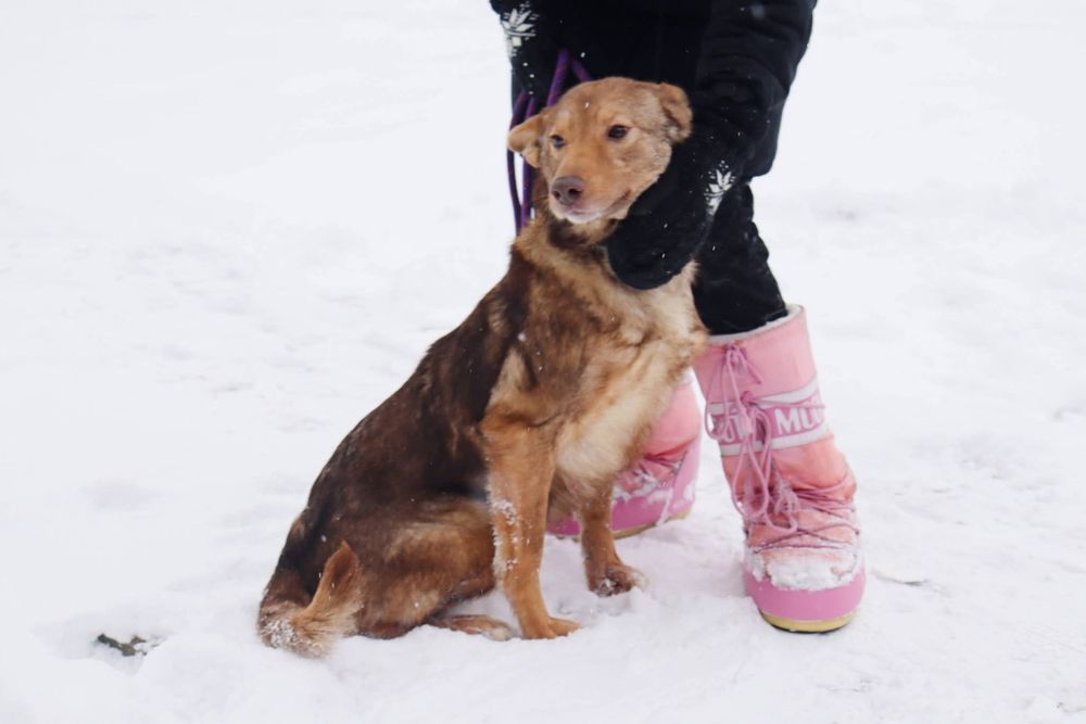 Oddam psa za darmo , piękny