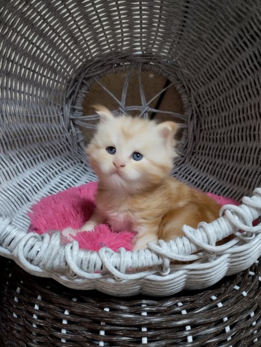 Мейн Кун котёнок девочка