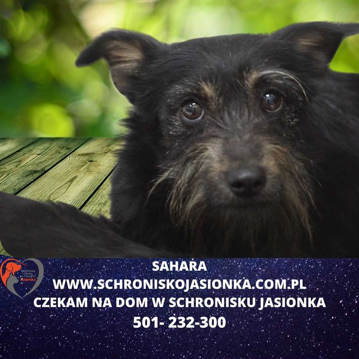 SAHARA do adopcji Schronisko Jasionka