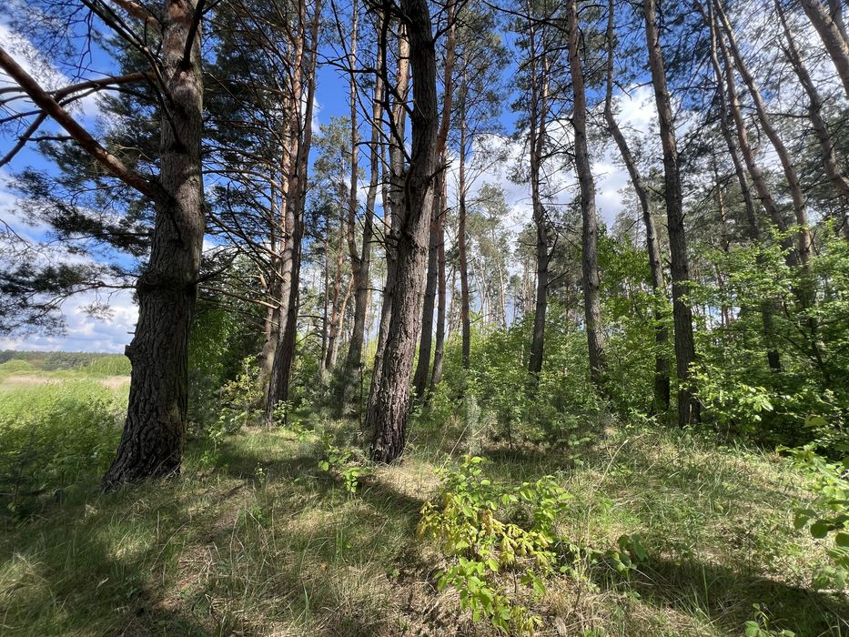 Будинок в селі Острів  поруч сосновий ліс та річка