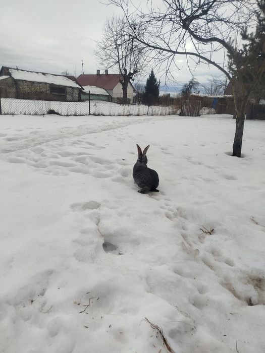 Продаж р шиншила робочі самці і самки Львівська область Пустомити