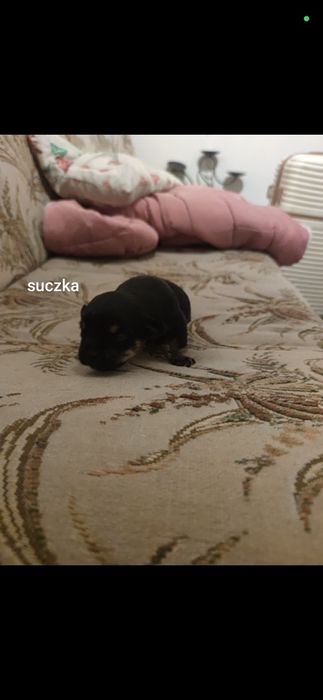 Odam za darmo pieski