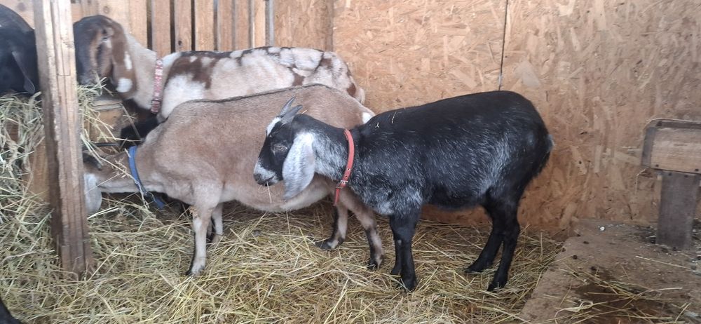 Англонубійскі кози, ярочки 1 рік  86 та 92.25%
