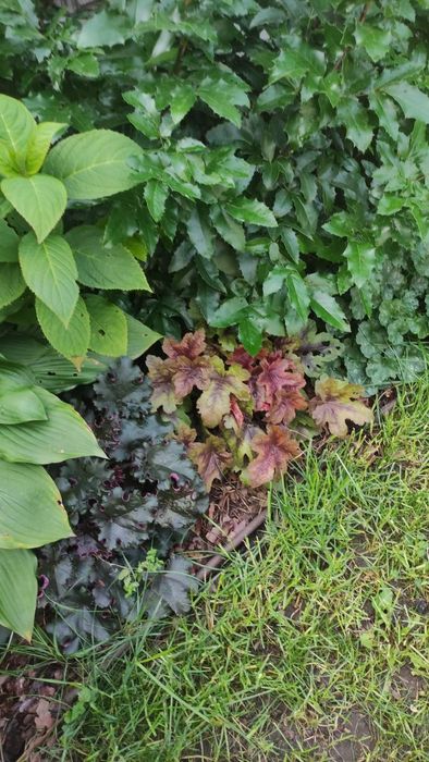 Гейхера, гейхерела