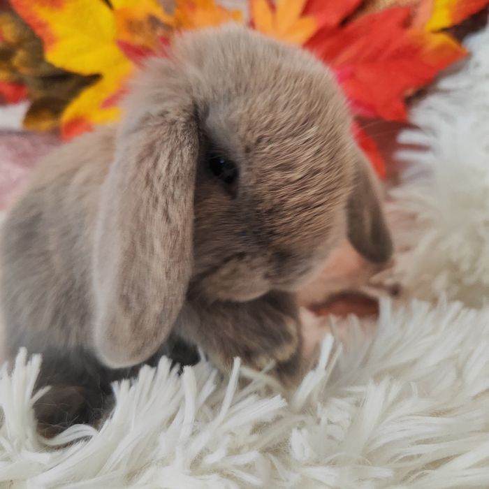 Króliczki mini lop