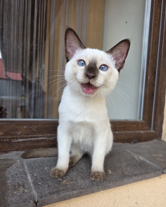 Тайский котенок мальчик