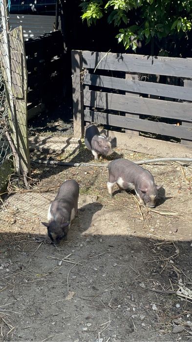 Porcos anoes  super lindos