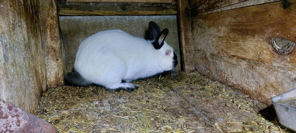 Кролі кролики на плем'я