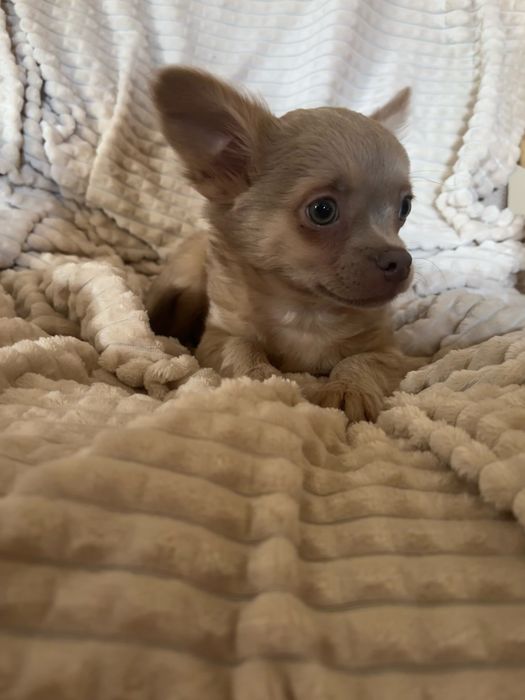 Chihuahua dlugowlosa liliowy
