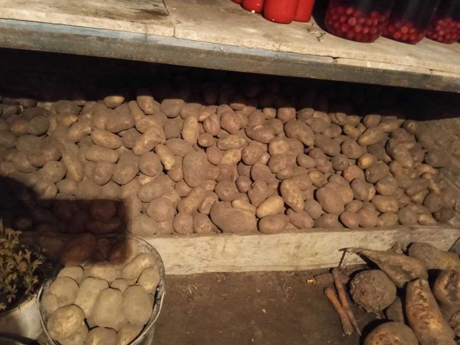 Картопля відбірна.