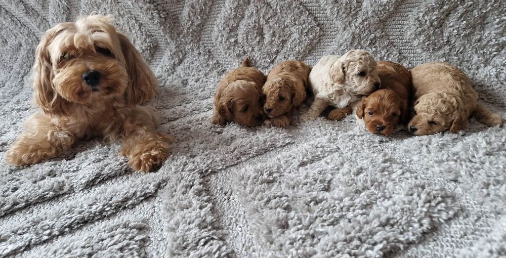 Maltipoo   dziewczynka  XS MINI