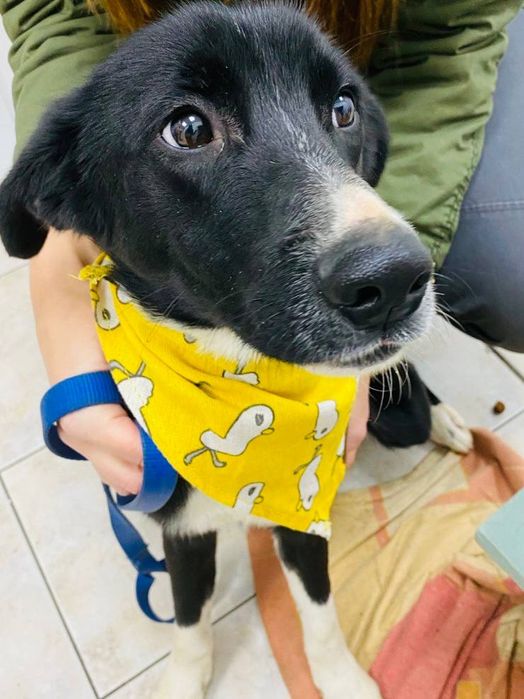 Віддаємо собачку Тима