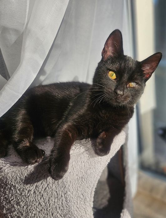 Choć niedowidzący Mambo miał pecha, to przynosi szczęście.