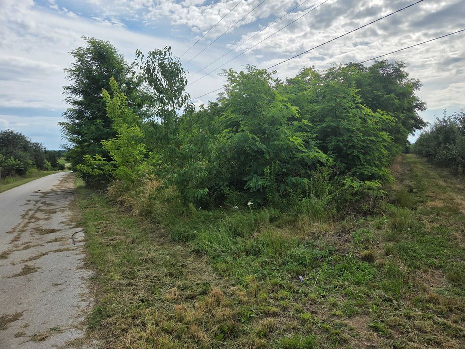 Dzialka rolna 12000 m² przy drodze asfsltowej wszystkie media - Widok 4