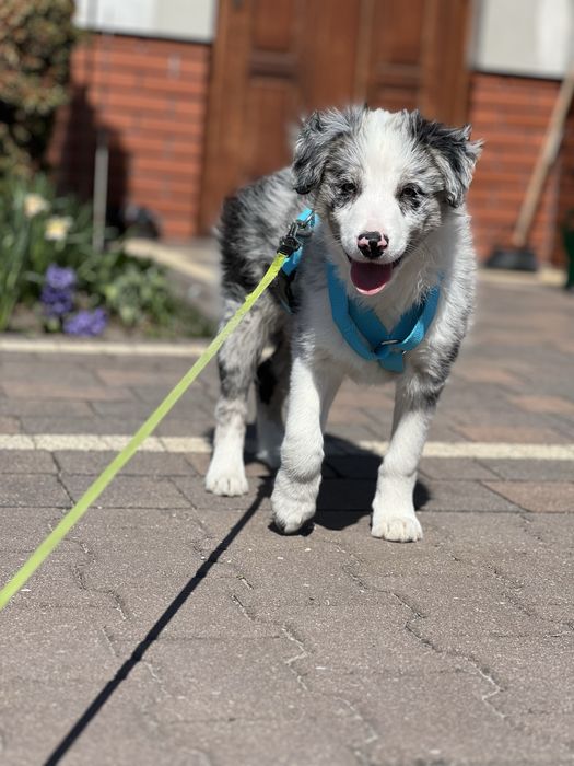 Border Collie - blue merle