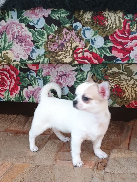 Chihuahua chłopczyk  że znaczeniami lilak