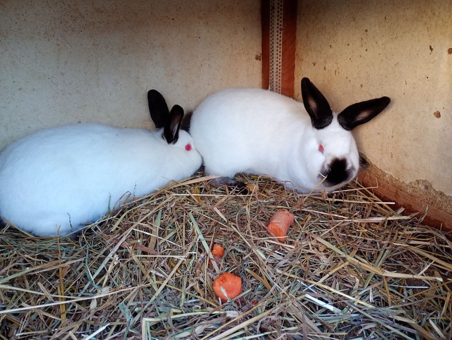 Kroliki Kalifornijskie