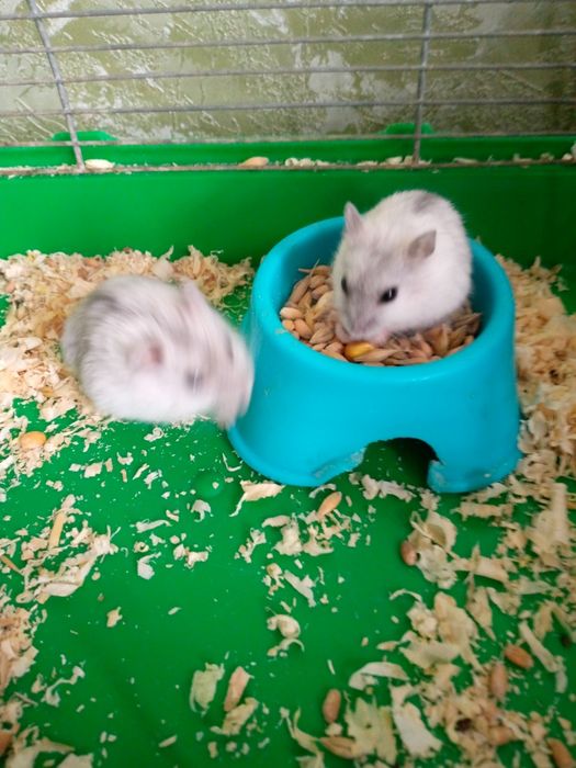 Хомячки Кременчуг