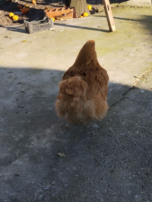 Ovos Orpington Amarela