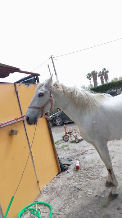 Égua russa 1.60 m com 6 anos mais formações ligam