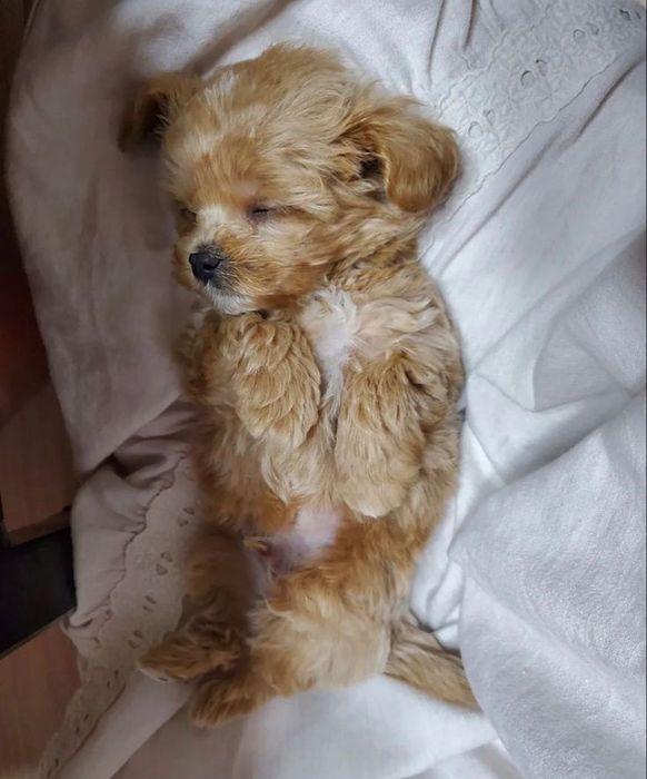 Мальтіпу з м’якою психікою та спокійною поведінкою