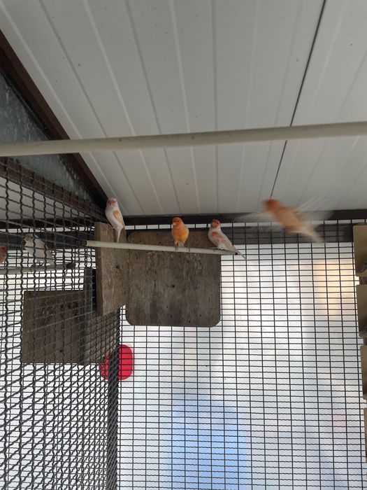 Canários fator vermelho e mosaico