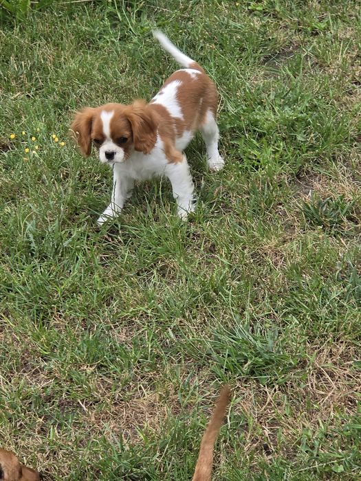 Cavalier king charles spaniel - urocza suczka
