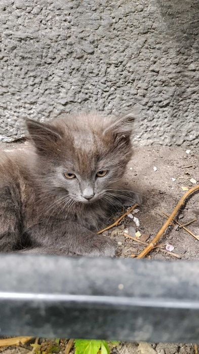 Віддам котят у добрі руки