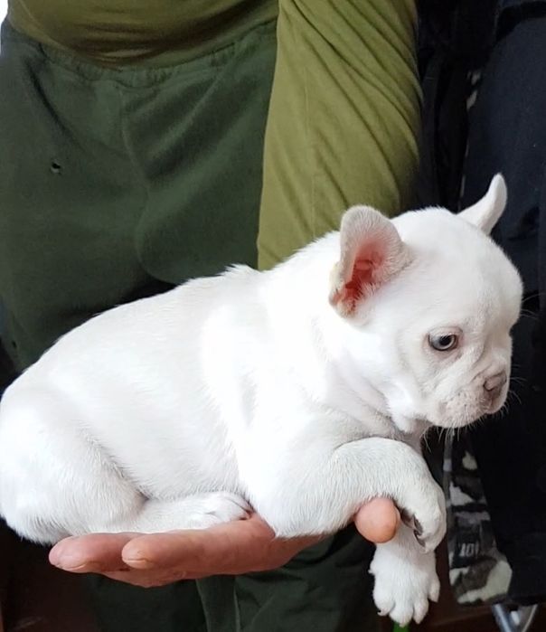 Французький бульдог