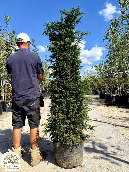 Cis pospolity 160-200cm, duży cis na żywopłot, Taxus baccata