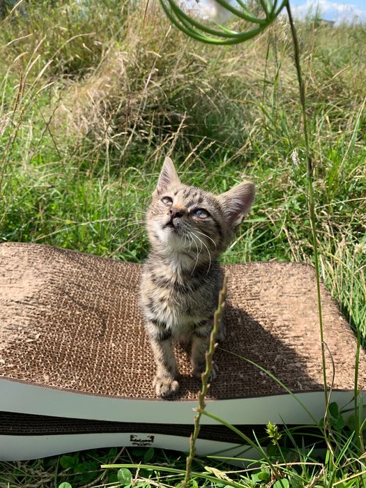 Кошенятко тигрове дівчинка