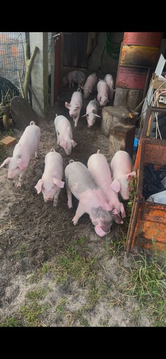 Leitoes para assar ou recria